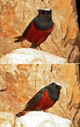 White-capped Redstart