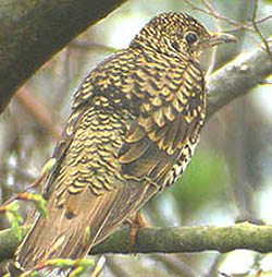 White's Thrush