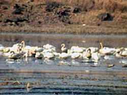 Whooper Swans