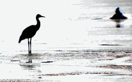 White-naped Crane