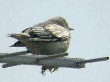 White-shouldered Starling