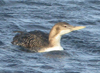 Yellow-billed Loon