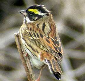 Yellow-browed Bunting