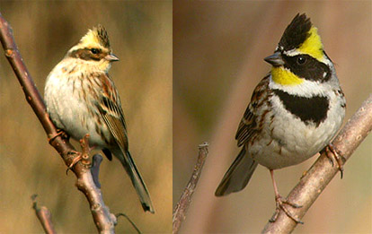 Yellow-throated Bunting