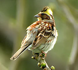 Yellow-throated Bunting