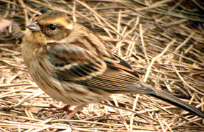 Yellow-throated Bunting