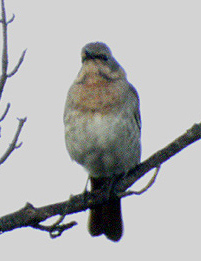 Red-throated Thrush