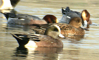 American x Eurasian Wigeon