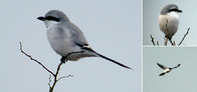 Chinese Grey Shrike