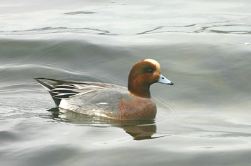 Eurasian Wigeon