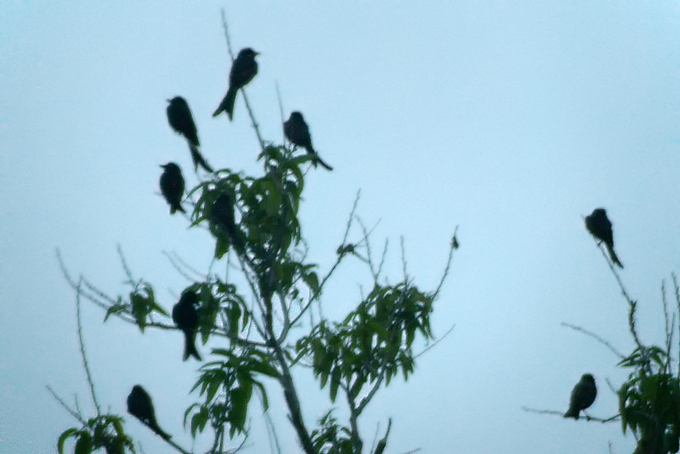 Black Drongo