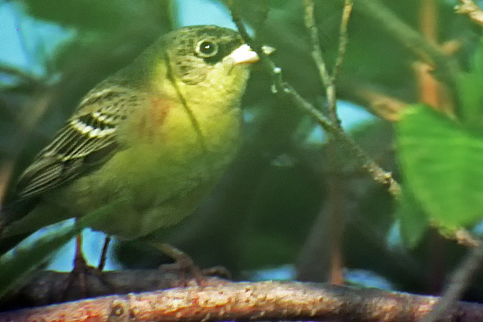 Black-headed Bunting