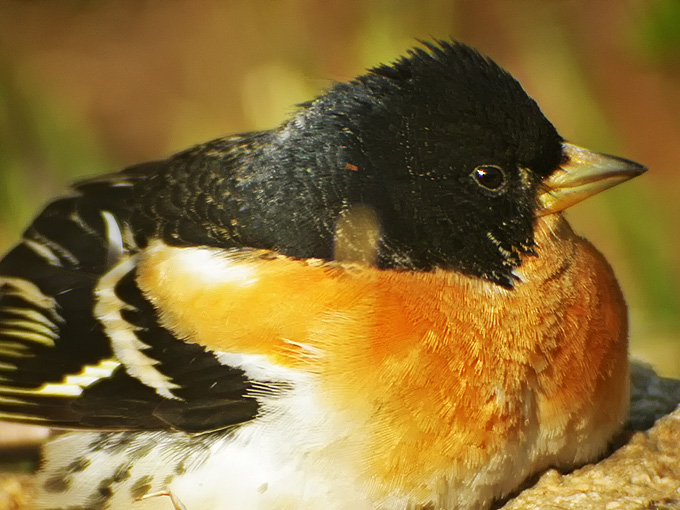 Brambling