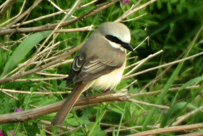 Brown Shrike