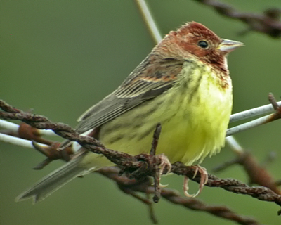 Chestnut Bunting