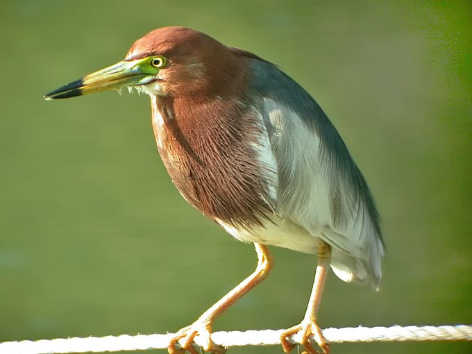 Chinese Pond Heron