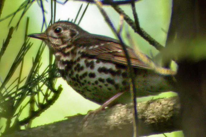 Chinese Thrush