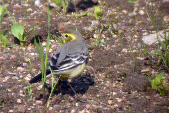 Citrine Wagtail