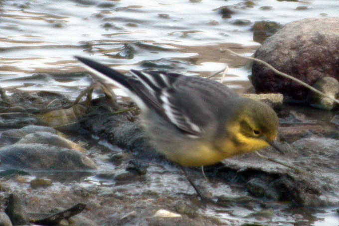 Citrine Wagtail