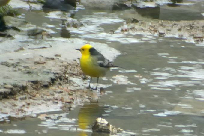 Citrine Wagtail