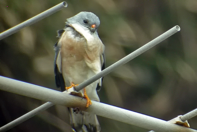 Chinese Sparrowhawk