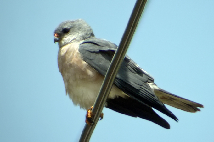 Chinese Sparrowhawk