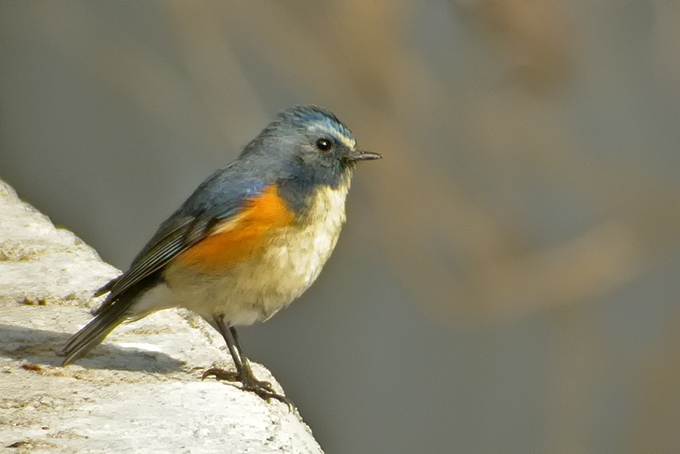 Red-flanked Bluetail