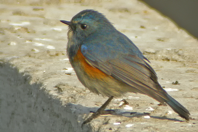 Red-flanked Bluetail