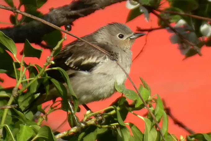 Daurian Starling