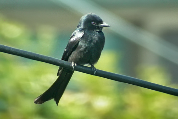 Black Drongo