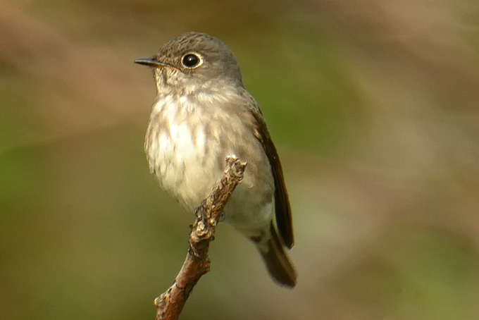 Dark-sided Flycatcher