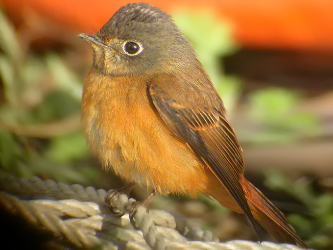 Ferruginous Flycatcher