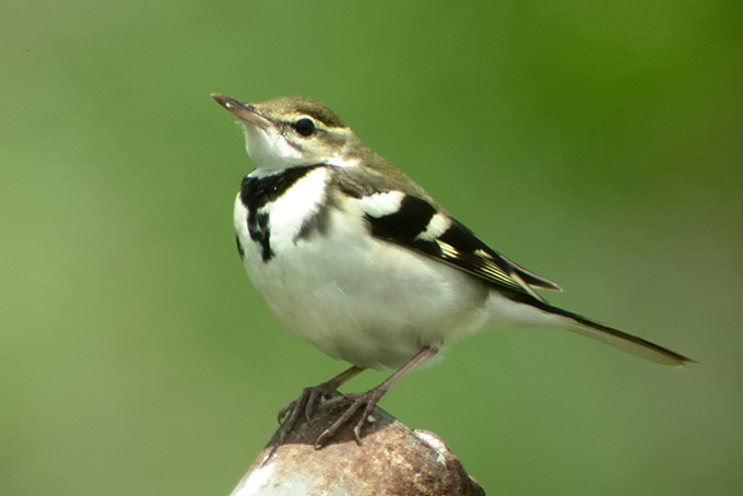 Forest Wagtail