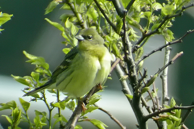 Japanese Yellow Bunting