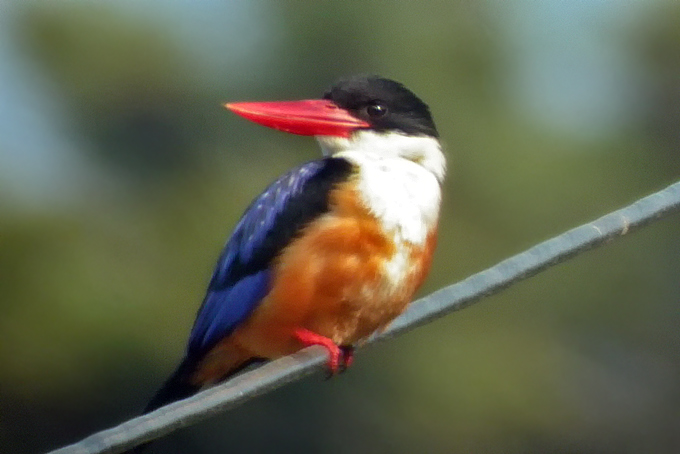 Black-capped Kingfisher