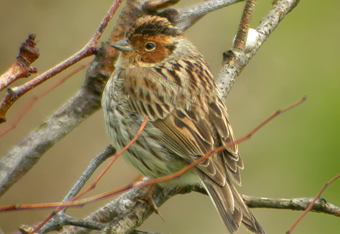 Little Bunting