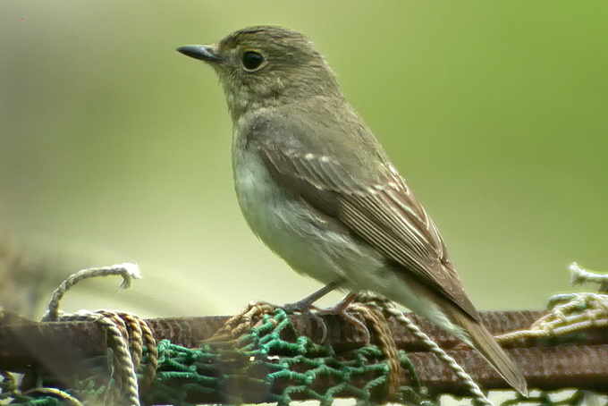 Narcissus Flycatcher