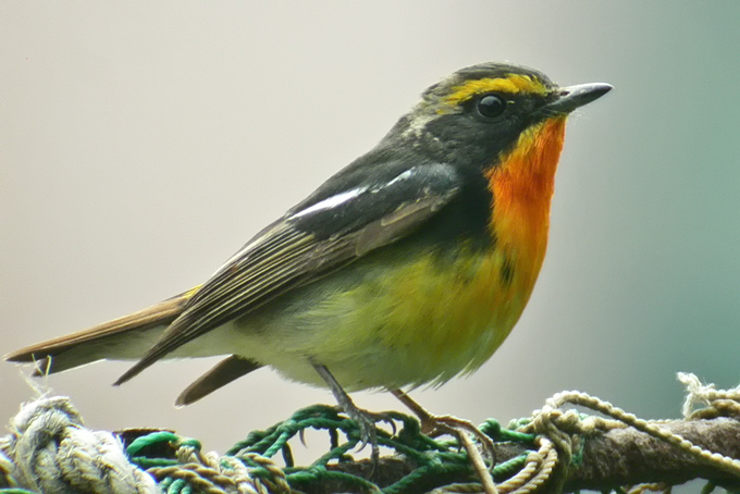 Narcissus Flycatcher