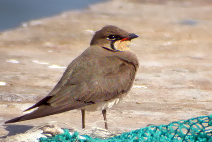 Oriental Pratincole