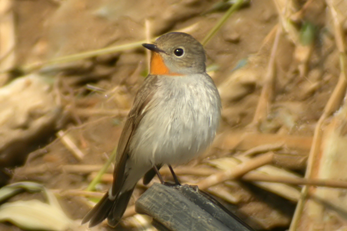 Red-throated Flycatcher