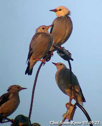 Red-billed Starling