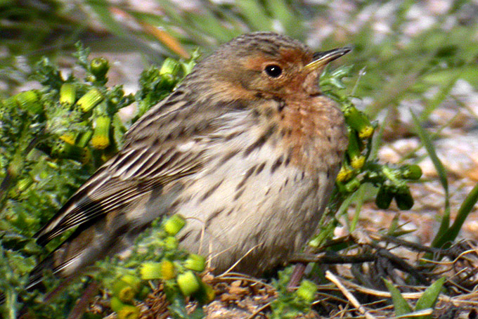Red-throated Pipit