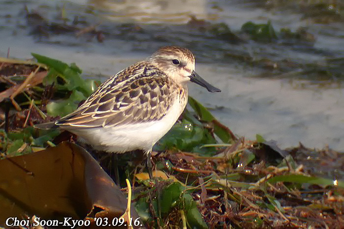 Spoon-billed Sandpiper