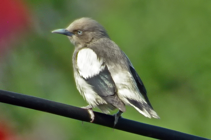 White-shouldered Starling