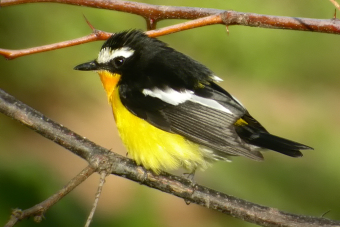 Yellow-rumped Flycatcher