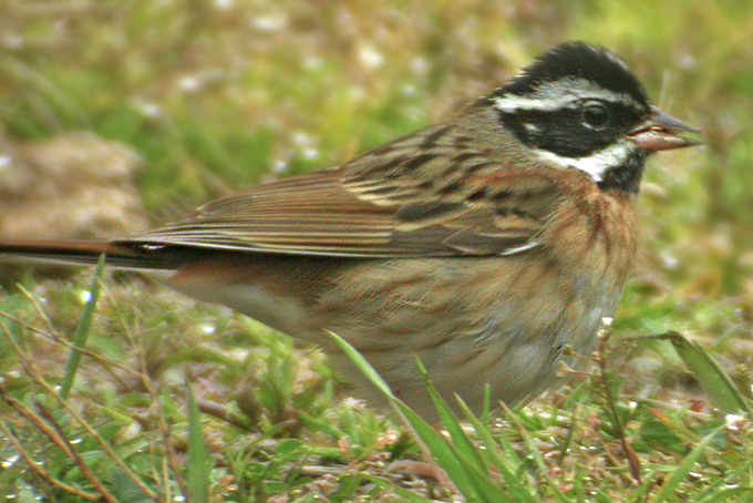 Tristram's Bunting