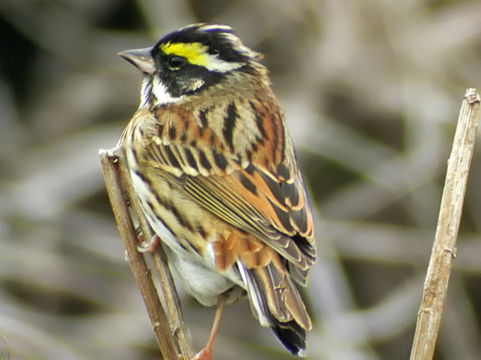 Yellow-browed Bunting