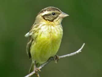 Yellow-breasted Bunting
