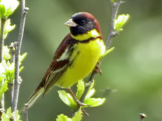 Yellow-breasted Bunting