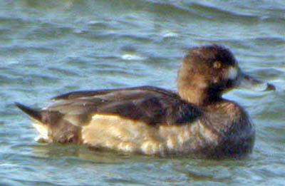 Hybrid Aythya 01